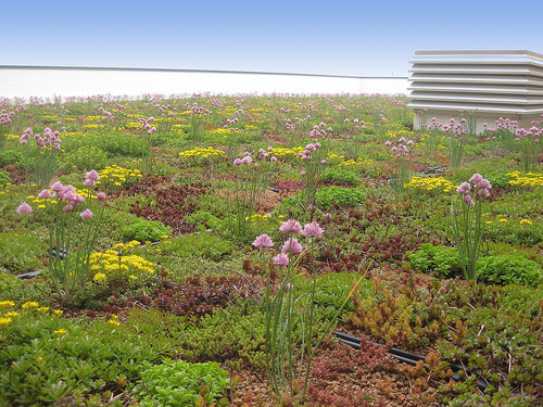 Environmentally Friendly Roofs- What Are The Environmental Benefits Of A Green Roof
